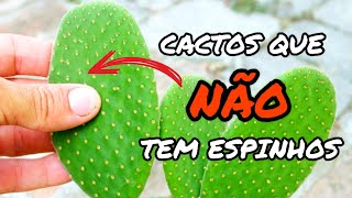 10 ESPÉCIES DE CACTOS QUE NÃO TEM ESPINHOS E VOCÊ NÃO SABIA [upl. by Wallinga]