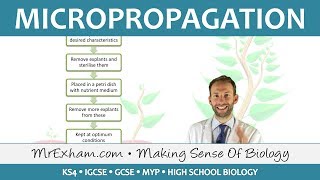 Cloning Plants  Micropropagation tissue culture  GCSE Biology 91 [upl. by Kelula469]