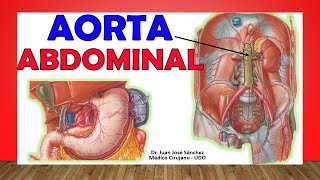 🥇 Anatomía de La AORTA ABDOMINAL Fácil Explicación [upl. by Ayatnahs]