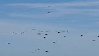 Whimbrels in Flight [upl. by Eiramanel]