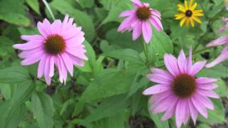 Plant portrait  Purple coneflower Echinacea purpurea [upl. by Bettina]