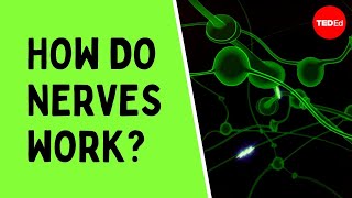 How do nerves work  Elliot Krane [upl. by Acinnod]