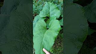 1 Petite bardane Arctium minor [upl. by Cod562]