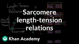 Sarcomere lengthtension relationship  Circulatory system physiology  NCLEXRN  Khan Academy [upl. by Ellehcit23]