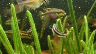 Feeding my Purple Cichlid fry  Purpurprachtbarsche 12 [upl. by Ahtamat]