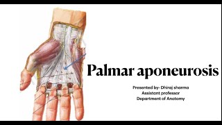 Palmar aponeurosis  Palmar aponeurosis of hand  Anatomy of palmar aponeurosis [upl. by Constance]