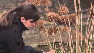 Gartentipp Frühjahrsschnitt der Schneeballhortensie Annabelle [upl. by Drue]