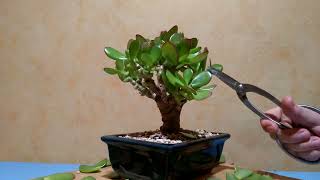 Crassula Ovata Harbour Lights 💚 Bonsai Blattschnitt und Triebe schneiden Pfennigbaum [upl. by Alaaj]