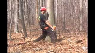 Mark Chisholm using felling wedges on a large leaning tree [upl. by Arber748]