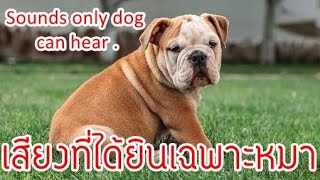 เสียงที่ได้ยินเฉพาะหมา  Only Dogs Can Hear This Sound  Sounds only dog will hear [upl. by Willard]