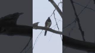 Chickadee towhee audio calls [upl. by Angel705]