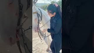 My favourite horse ❤️ viral ytshorts [upl. by Ruffina]