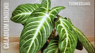 Caladium lindenii  Xanthosoma lindenii  Каладиум Линдена FlowersLand [upl. by Brianne874]