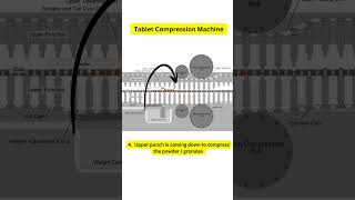 tablet compression machine and process [upl. by Leafar]