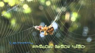 Cross spider catching a prey  Araneus diadematus [upl. by Adnilreb961]