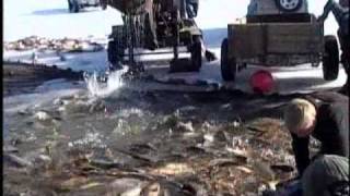 Utah LakeCarp Removal [upl. by Holtorf328]