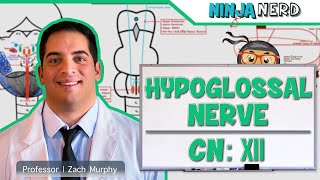 Neurology  Hypoglossal Nerve Cranial Nerve XII [upl. by Tilda]