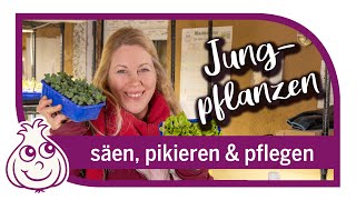 Aussaaten im Februar amp Gartenarbeiten  Säen Pikieren Pflegen von Gemüsepflanzen [upl. by Krys]