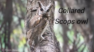 Collared Scops Owl Sattal Nainital Uttarakhand [upl. by Oibaf]