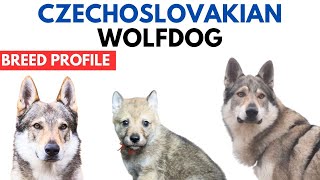 Czechoslovakian Wolfdog Breed Profile History  Price  Traits Czechoslovakian Vlcak Grooming Needs [upl. by Rodmann316]