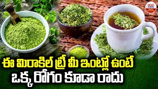 Benefits Of Drumstick Leaves  ఈ మిరాకిల్ ట్రీ మీ ఇంట్లో ఉంటే ఒక్క రోగం కూడా రాదు  ABN Digital [upl. by Noryt381]