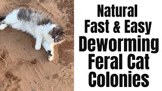 How to Deworm Feral Cat Colonies Barn Cats Fast Easy and All Natural [upl. by Anaujd282]