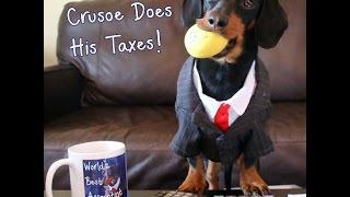 Crusoe the Dachshund Does His Taxes [upl. by Sivaj]