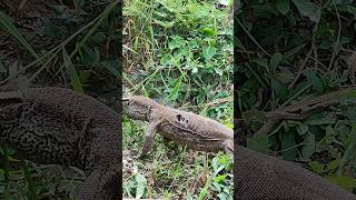 गोह Monitor LizardGoyra also Known as Chandan goira Goyli vish khopda Ghrpada Patlagho etc [upl. by Eatnom]