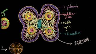 Development of male gametes in plants II Microsporogenesis in plants II pollen grains II pollen tube [upl. by Ormiston]