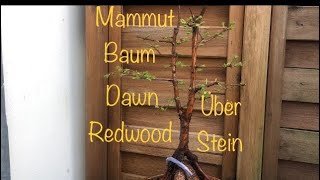 Dawn Redwood UpgradeUrweltmammutbaumBonsai oderKleinholz 202307 [upl. by Stegman]