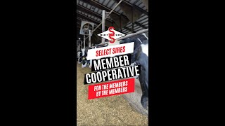 Welcome to Select Sires Member Cooperative SSMC [upl. by Rhonda]