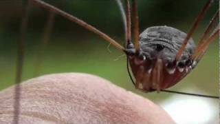 Granddaddy Longlegs Spider Episode 1  I am a clean Spider [upl. by Alletniuq335]