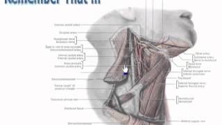 1 Carotid triangle Summary د  احمد مصطفى كمال [upl. by Thurber]