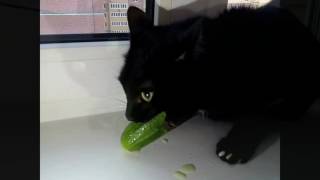 Кот Атом ест огурец и издает необычные звукиCat quotAtomquot eat cucumbers and roar [upl. by Adhern]