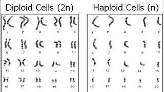 Haploid vs Diploid [upl. by Lenora]