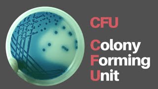 CFU ColonyForming Units [upl. by Ahsotan]