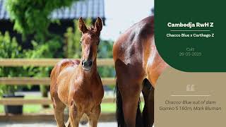 2023 Elite Auction  Cambodja RWH Z Colt Chacco Blue x Carthago Z [upl. by Hildebrandt287]