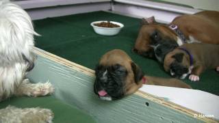 Puppy Gets Stuck on Ledge in HD [upl. by Paulina]