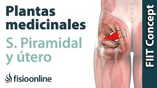 Plantas medicinales y remedios naturales para el síndrome piramidal derecho por útero [upl. by Forrester385]