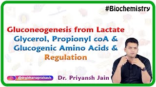 Gluconeogenesis from lactate glycerol propionyl coA and glucogenic amino acids and Regulation [upl. by Cristen]