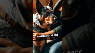 Why Are Australian Cattle Dogs So Popular facts [upl. by Nilyac527]