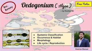 Oedogonium  Occurrence  Morphology and Life cycle  Bsc  Free PDF notes  by Viologia EXtrema [upl. by Elyak]