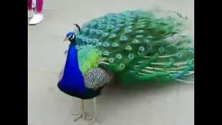 peacock dance performance national bird of india [upl. by Enreval700]