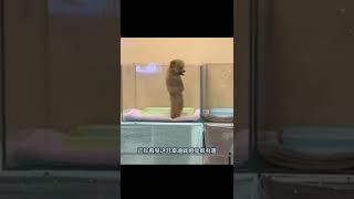 Funny poodle dancing [upl. by Carolann]