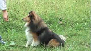 Sheltie Joy  Tricks amp Commands [upl. by Atipul]