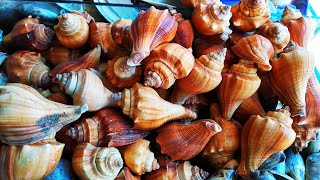 Awesome Coxs Bazar Oyster Sea Beach Market  Beautiful Sea Beach Shipping  Bangladesh [upl. by Ecidna]