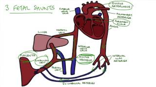 Understanding Fetal Circulation [upl. by Hserus]