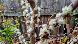 Grimal jaboticaba flowering jaboticaba jabuticaba rarefruits foodforest [upl. by Ede]