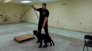 Positive Reinforcement Dog Training Full Lesson K91com [upl. by Noletta]