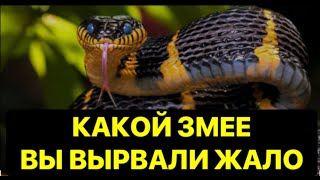 КАКОЙ ЗМЕЕ ВЫ ВЫРВАЛИ ЖАЛО❗️❗️❗️🔥 [upl. by Merv]